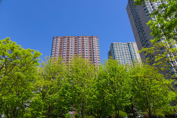 Obraz na płótnie Canvas Fresh green trees grow among Luxury high-rise apartment in springtime at New Port Jersey City.