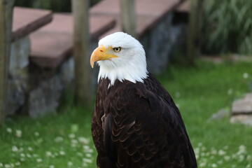 Weißkopfseeadler