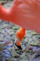 Nahaufnahme Flamingo