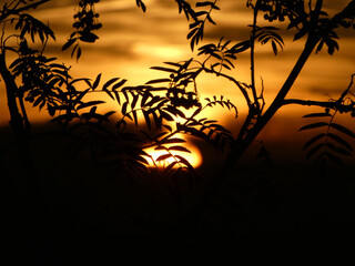 Blätter vor Sonnenuntergang