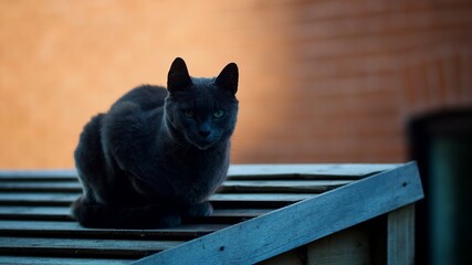 Cat On  A Shed Roof