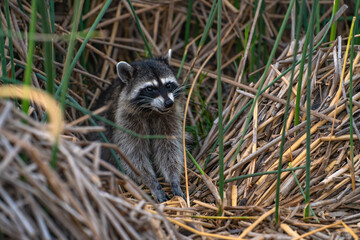 Naklejka na ściany i meble Raccoon sits in the grass in the evening. Wildlife photography. 