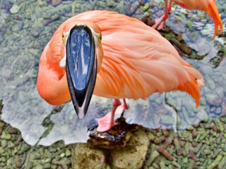 Nahaufnahme Flamingo