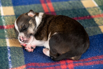 A two week old puppy