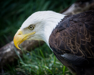 american bald eagle