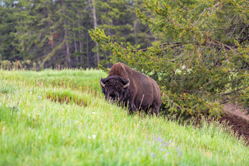 Bison in Yellowstone National Park