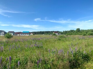 flowers south russia greens summer vacation flora vacation clear sunny bright