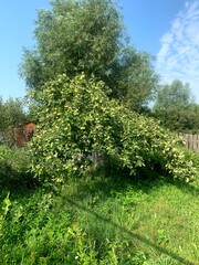 Obraz premium apple tree summer harvest apples green apples fruit fruit tree village gardening