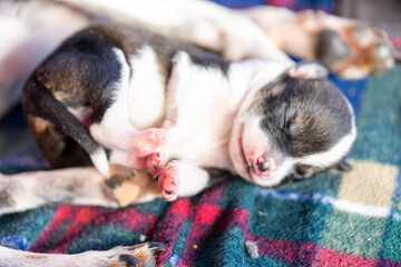 A two week old puppy