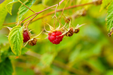 Natural raspberries ripen on bush on sunny day