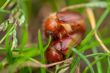 Close-up of a june bug in the green grass. Selctive focus