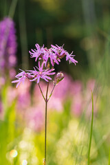Purple orchid flowers Orchid - Orchis on a green field. The background is beautiful bokeh.