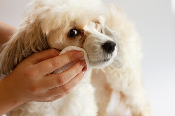 The procedure for cleaning the eyes of the Chinese downy crested dog. A woman's hand with a cotton pad .animal care concept. High quality photo