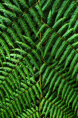 fern leaf background
