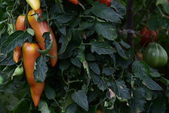 Pomodoro perina