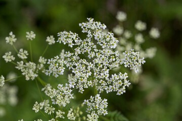 Flower of the plant Chaerophyllum aureum
