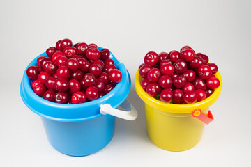 Harvested cherries in plastic buckets.