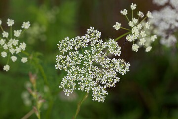 Flower of the plant Chaerophyllum aureum
