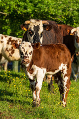 Animal ferme vache 562