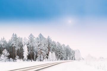 Snow Covered Pine Forest Near Countryside Road. Frosted Trees Frozen Trunks Woods In Winter Snowy Coniferous Forest Landscape Near Country Road. Altered Sky. Adverse Weather Conditions