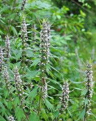 In the meadow among the herbs grow dog nettle is five-bladed (Leonurus quinquelobatus)