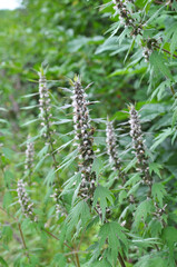 In the meadow among the herbs grow dog nettle is five-bladed (Leonurus quinquelobatus)