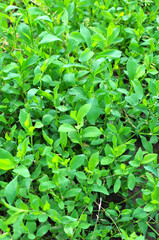 In spring, the green grass Polygonum aviculare grows