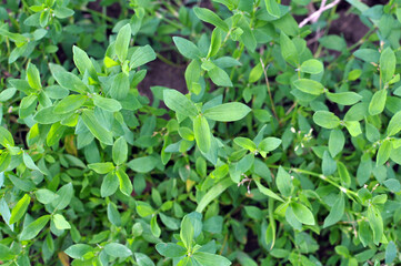Fototapeta na wymiar In spring, the green grass Polygonum aviculare grows