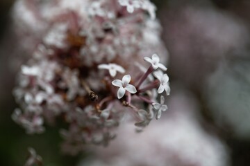 Flowers of the lilac Syringa microphylla