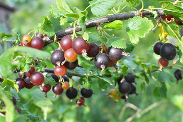 On the branch are ripe berries of yoshty