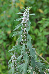 In the meadow among the herbs grow dog nettle is five-bladed (Leonurus quinquelobatus)