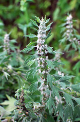Fototapeta na wymiar In the meadow among the herbs grow dog nettle is five-bladed (Leonurus quinquelobatus)