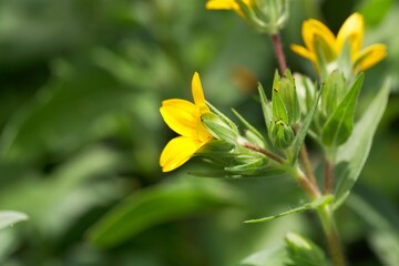Texas yellow star, Lindheimera texana