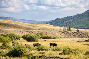 Bison herd grazing in Yellowstone National Park, USA