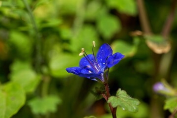 Flower of a California bluebell, Phacelia campanularia