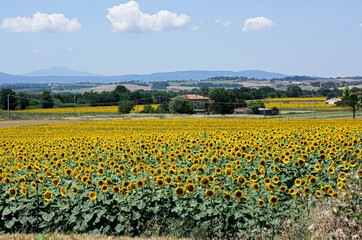 Sunflower fields in Tuscany, against the backdrop of the Tuscan landscape 