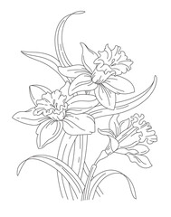Nartsyssy, bouquet of spring flowers. .Daffodils for tattoo. Vector line art
