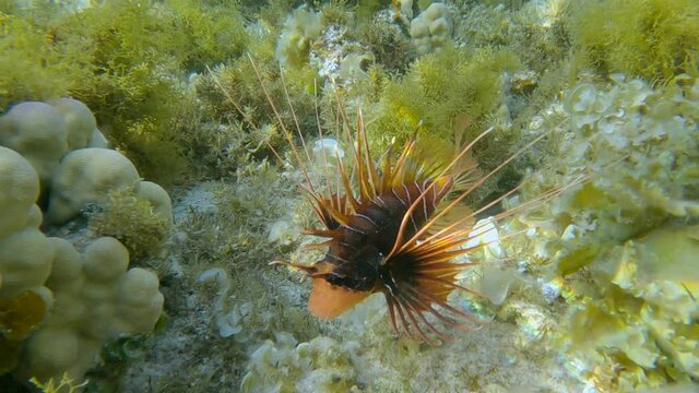 Radial Firefish or Red sea lionfish (Pterois radiata, Pterois cincta) swims above seabed covered with Peacock's tail (Padina pavonica), Brown algae (Sargassum sp.) and Red algae (Liagora viscida)