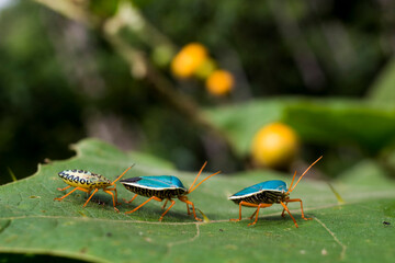 insects in first focus

