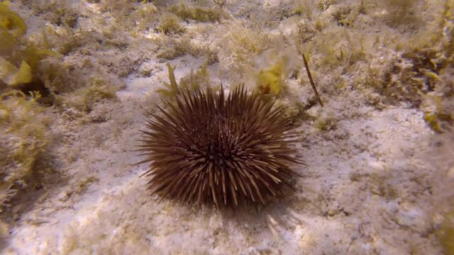 Sea urchin crawling on coral. Burrowing Urchin or Rock-Boring Urchin (Echinometra mathaei)