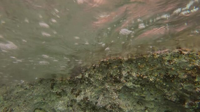 West Indian fuzzy chiton (Acanthopleura granulata, Polyplacophora) in the littoral zone. Underwate view