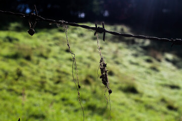 barbed wire on the grass