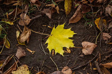 a fallen autumn leave