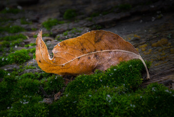 Autumn Remnant fallen on Spring Moss
