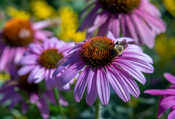 Yellow and Black Bumble Bee on Purple Coneflower