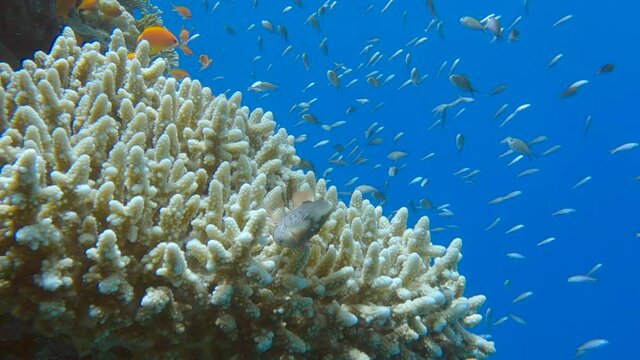 Colorful tropical fishes swimming near beautiful coral reef. Arabian Chromis (Chromis flavaxilla), Lyretail Anthias (Pseudanthias squamipinnis) Blackside hawkfish (Paracirrhites forsteri)