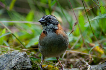 robin on a grass