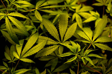 Sativa Cannabis plants in their growing stage