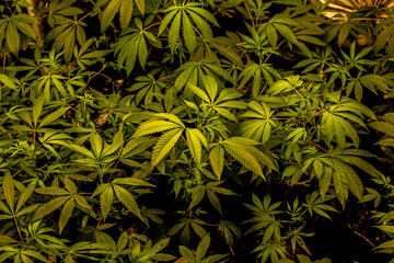 Sativa Cannabis plants in their growing stage