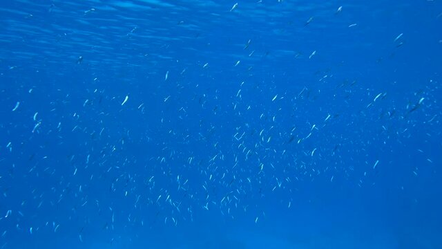 Large school of small fish swims in the blue water in sunrays. Shoal of Silver-stripe round herring, slender sprat, or Kibinago minnow (Spratelloides gracilis) 